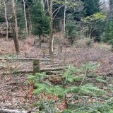 Le septuagénaire a abattu une centaine d'arbres. Un employé forestier de la ville a constaté les dégâts et déposé plainte contre lui.